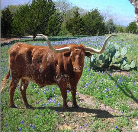 Ritchie In Texas Longhorn